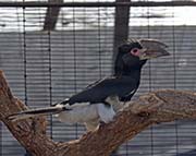 Picture/image of Trumpeter Hornbill