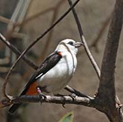 Picture/image of White-headed Buffalo-Weaver