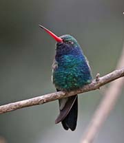Picture/image of Broad-billed Hummingbird