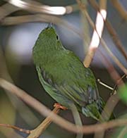 Picture/image of White-bearded Manakin