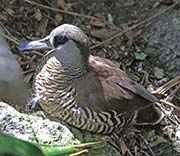 Picture/image of Pink-eared Duck