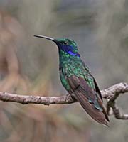Picture/image of Sparkling Violet-ear