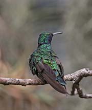 Picture/image of Sparkling Violet-ear
