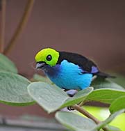 Picture/image of Paradise Tanager