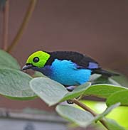 Picture/image of Paradise Tanager