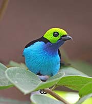 Paradise Tanager