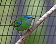 Picture/image of Blue Dacnis