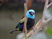 Picture/image of Blue-necked Tanager