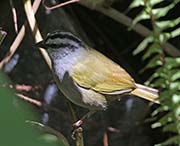 Black-striped Sparrow