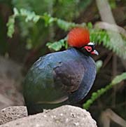 Picture/image of Crested Partridge