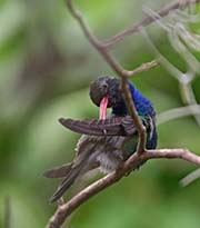 Picture/image of Broad-billed Hummingbird