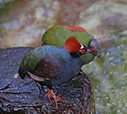 Crested Partridge
