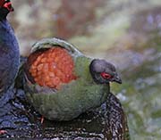 Picture/image of Crested Partridge