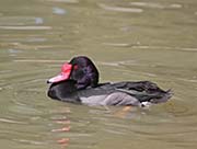 Picture/image of Rosy-billed Pochard