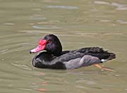 Picture/image of Rosy-billed Pochard