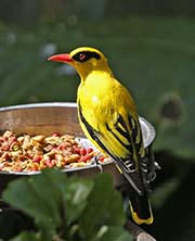 Picture/image of Black-naped Oriole