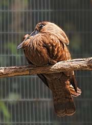 Picture/image of Hamerkop