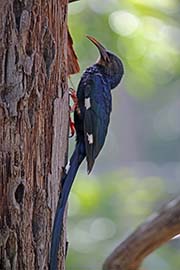 Picture/image of Green Woodhoopoe