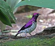 Picture/image of Violet-backed Starling