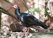Picture/image of Southern Bald Ibis