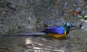 Picture/image of Golden-breasted Starling