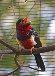 Picture/image of Bearded Barbet