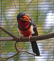 Picture/image of Bearded Barbet