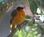 Picture/image of Snowy-crowned Robin-Chat