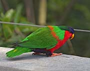 Picture/image of Collared Lory