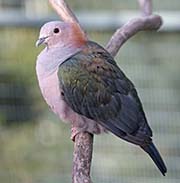 Picture/image of Green Imperial Pigeon
