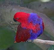 Picture/image of Eclectus Parrot