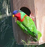Picture/image of Collared Lory