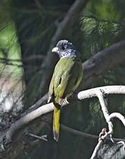 Picture/image of Collared Finchbill