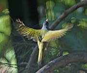 Picture/image of Collared Finchbill