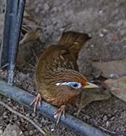 Picture/image of Chinese Hwamei