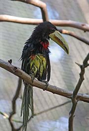 Picture/image of Ivory-billed Aracari