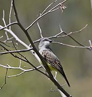 Picture/image of Tropical Kingbird