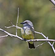 Picture/image of Tropical Kingbird