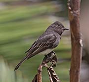 Picture/image of Black Phoebe