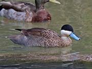 Picture/image of Puna Teal