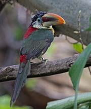 Picture/image of Curl-crested Aracari