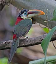 Picture/image of Curl-crested Aracari
