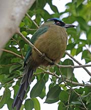 Picture/image of Blue-crowned Motmot