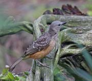 Picture/image of Fawn-breasted Bowerbird