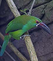 Picture/image of Crimson-rumped Toucanet