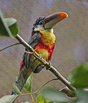 Picture/image of Curl-crested Aracari