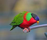 Picture/image of Collared Lory