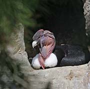 Picture/image of Andean Condor