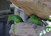 Picture/image of Crimson-rumped Toucanet