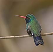 Picture/image of Broad-billed Hummingbird